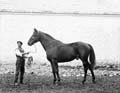 The Poole Photographic Collection