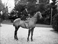 The Poole Photographic Collection