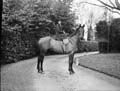 The Poole Photographic Collection