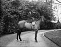 The Poole Photographic Collection