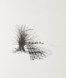 Minimalist illustration titled “The Last Walk” showing a lone tree with bare branches beside a plowed field extending into the distance. The monochrome ink drawing is centered on a plain white background, conveying a quiet, contemplative atmosphere.