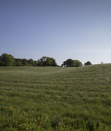 Wide view of a gently rolling grassy field dotted with small yellow wildflowers, with a line of leafy trees along the horizon under a clear blue sky.