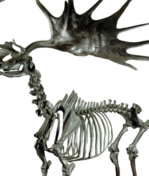 An image of an Irish Elk skeleton