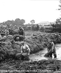 photo of people in farm