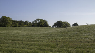Wide view of a gently rolling grassy field dotted with small yellow wildflowers, with a line of leafy trees along the horizon under a clear blue sky.