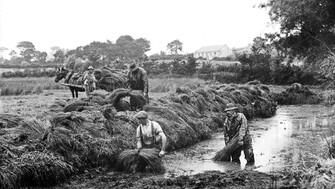 A black and white photo showing men pulling flax from the flax dam with a horse and wagon in the background