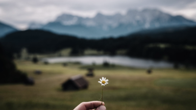 Landscape with hand holding a daisy