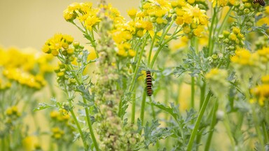 Yellow flowers and insects