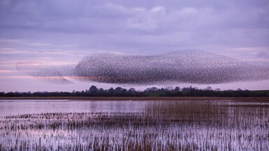 Starling murmuration