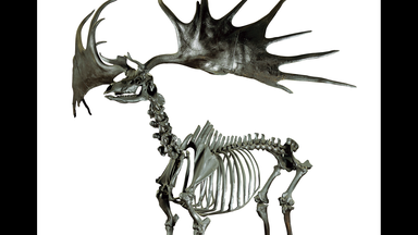 An image of an Irish Elk skeleton