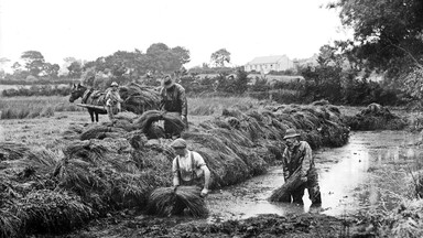 A black and white photo showing men pulling flax from the flax dam with a horse and wagon in the background