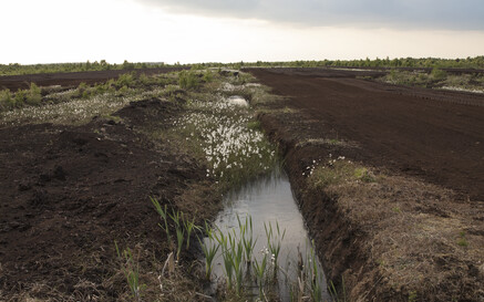 A shallow drainage channel filled with water runs through the Bog of Allen, bordered by dark soil, grasses, and small white flowers beneath an overcast sky.