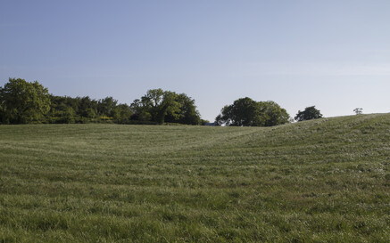 Wide view of a gently rolling grassy field dotted with small yellow wildflowers, with a line of leafy trees along the horizon under a clear blue sky.