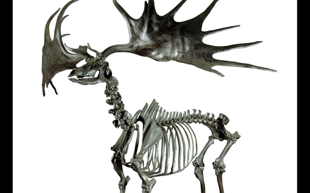 Irish Elk skeleton
