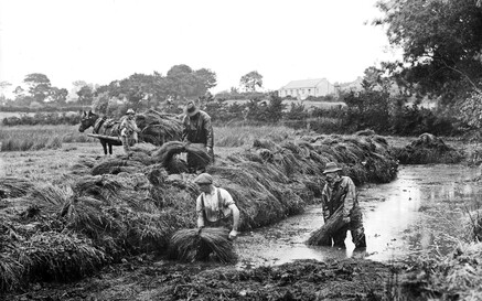 photo of people in farm